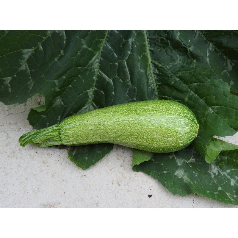 Courgette - cucurbita pepo - cucurbitacees