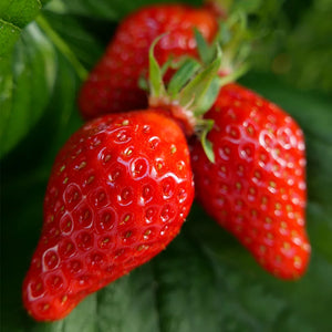 Plantation de fraisiers