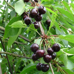 Cerisier Helshoven Certifruit