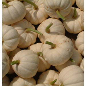 Courge (Cucurbita pepo) baby Boo