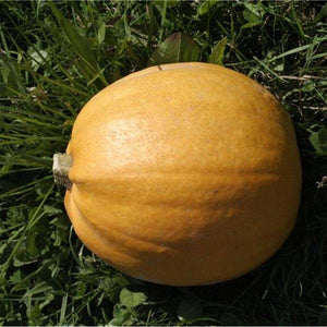 Courge (Cucurbita pepo) melonnette jaspée de Vendée
