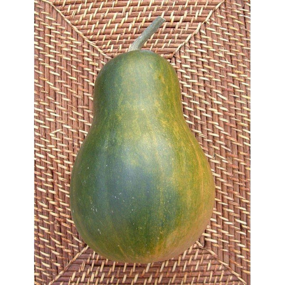 Courge musquée (Cucurbita Moschata) sucrine du Berry