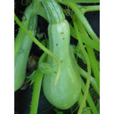 Courgette (Cucurbita pepo) blanche de Virginie