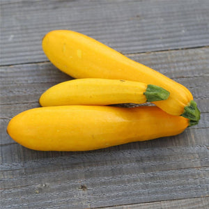 Courgette (Cucurbita pepo) jaune « Coutors »