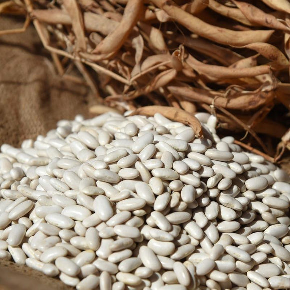 Haricot nain à écosser flageolet Blanc des Flandres