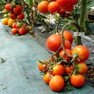 Tomate rouge (précoce) karos