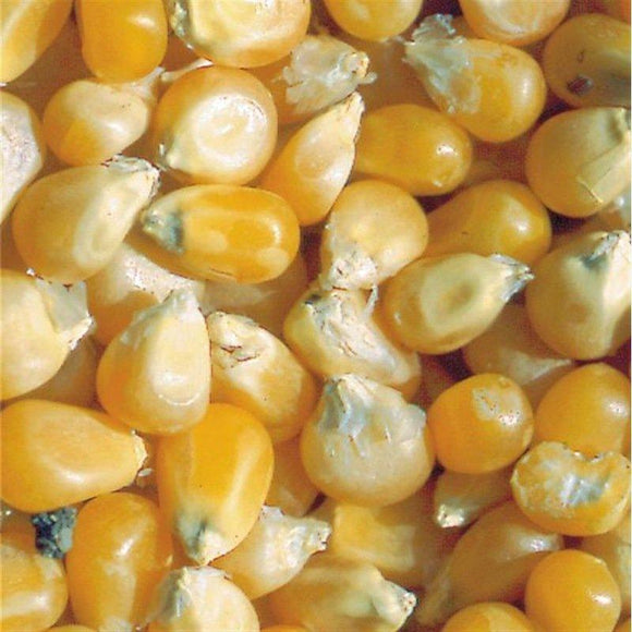Maïs à grains Tom Pouce