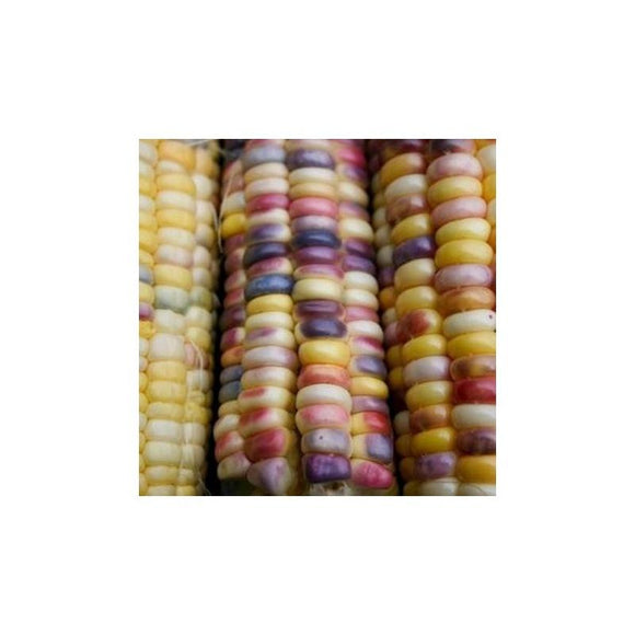 Maïs doux multicolore Inca Rainbow