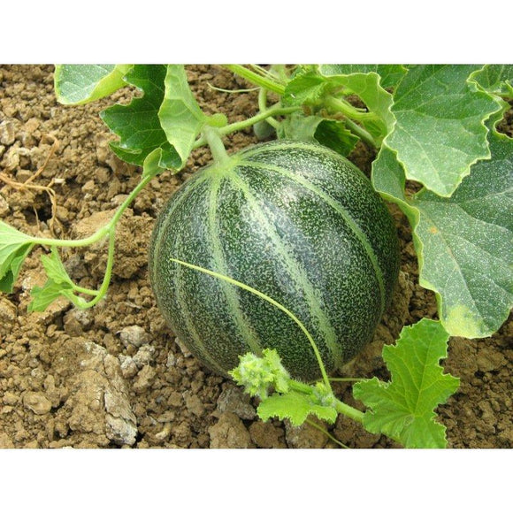 Melon noir des Carmes