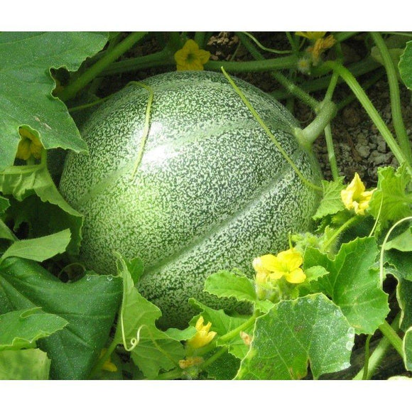 Melon petit Gris de Rennes