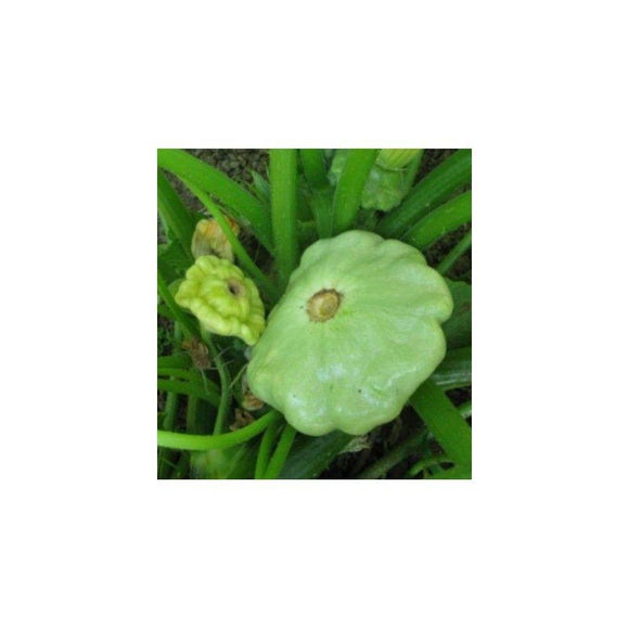 Courge (Cucurbita pepo) pâtisson Vert pâle de Bennings