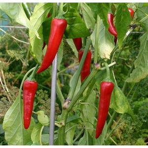 Piment fort de Cayenne rouge