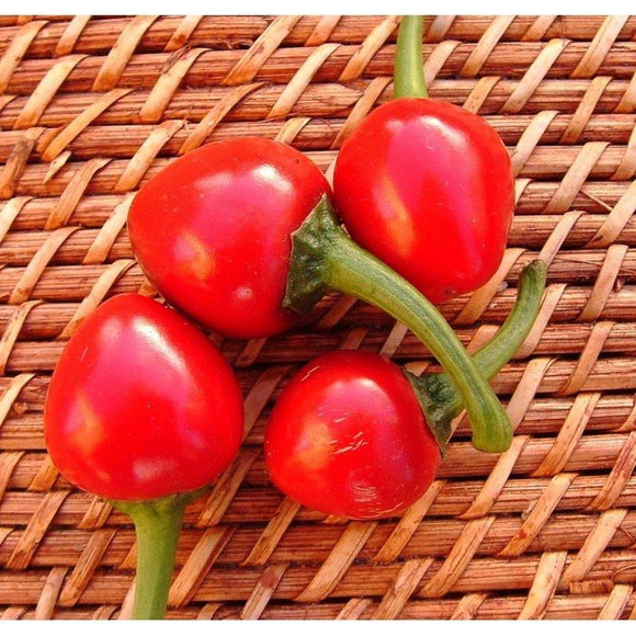 Poivron doux sweet Cherry
