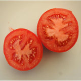 Tomate rouge (précoce) belle de Loraine