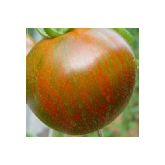 Tomate de couleur (mi-saison) black Zebra