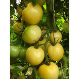 Tomate de couleur (mi-saison) blanche de Picardie