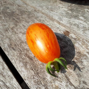 Tomate de couleur (mi-saison) blush