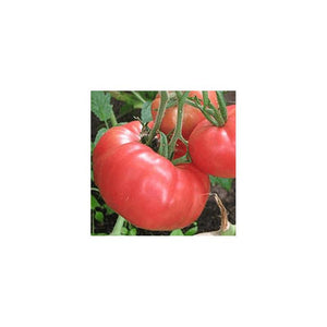 Tomate de couleur (mi-saison) brandywine