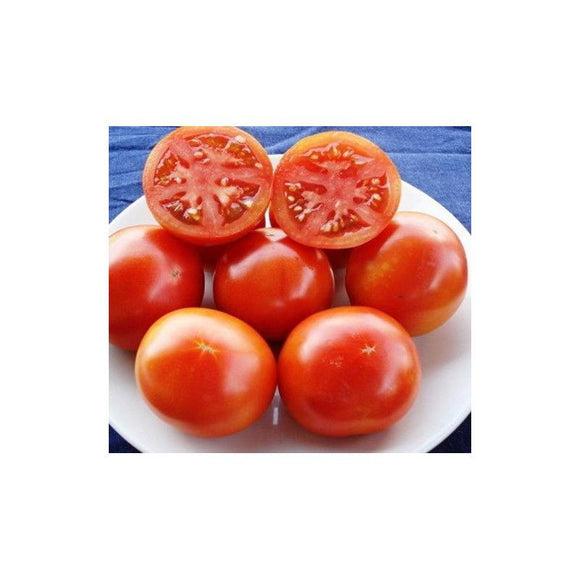 Tomate rouge (mi-saison) burbank