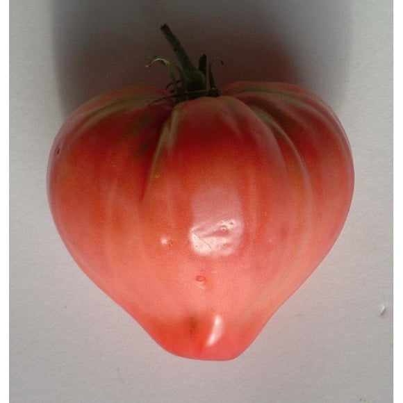 Tomate de couleur (mi-saison) coeur de boeuf rose