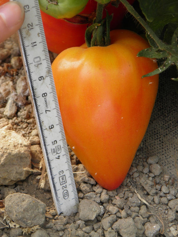 Tomate de couleur (mi-saison) cœur de Bœuf Russian 117