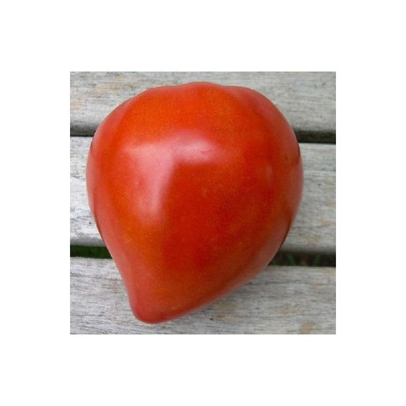Tomate rouge (mi-saison) coeur de Bœuf rouge (Sweet Heart)