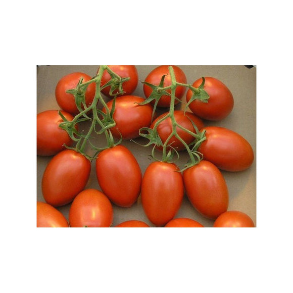 Tomate rouge (précoce) de Bérao