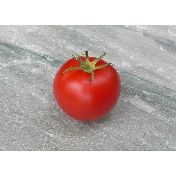 Tomate de couleur (précoce) canabec rose