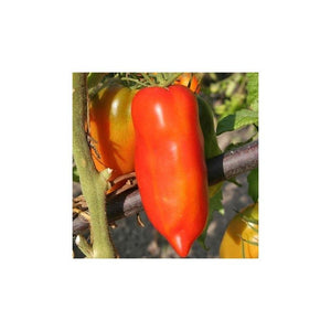Tomate rouge (mi-saison) des Andes