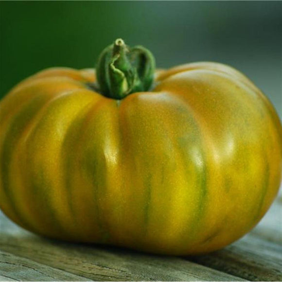 Tomate de couleur (mi-saison) evergreen