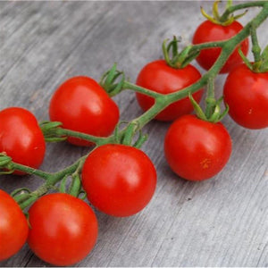 Tomate rouge (précoce) gardener’s delight