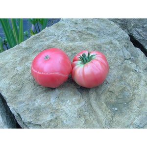 Tomate rouge (mi-saison) géante d’Orembourg