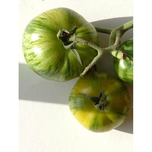 Tomate de couleur (mi-saison) green zebra