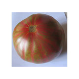 Tomate de couleur (mi-saison) harvard Square