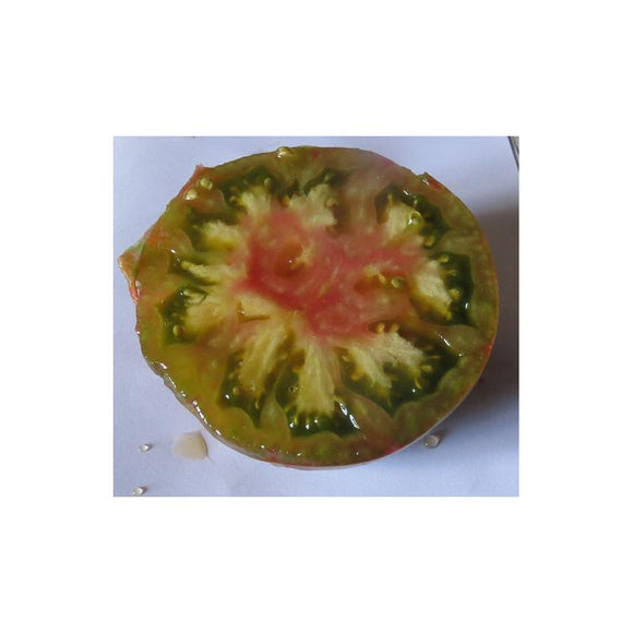 Tomate de couleur (mi-saison) harvard Square