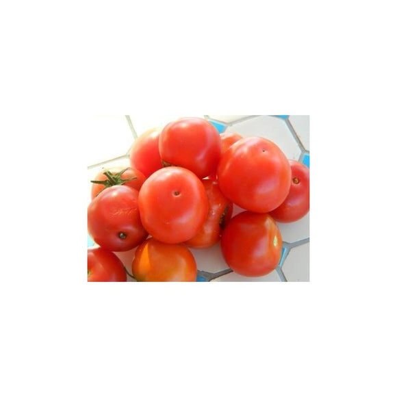Tomate rouge (précoce) joyaux d’Idaho