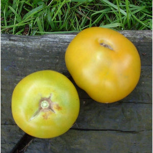 Tomate de couleur (mi-saison) lime Green