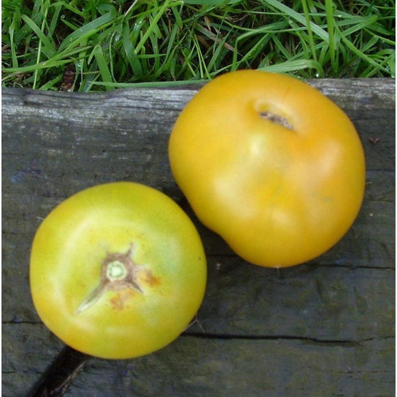 Tomate de couleur (mi-saison) lime Green