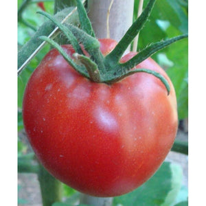 Tomate rouge (précoce) manitoba