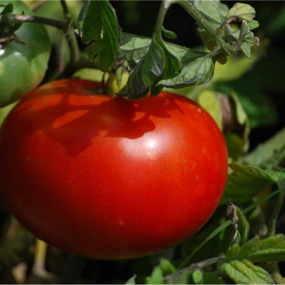 Tomate rouge (mi-saison) merveille des Marchés