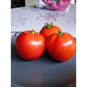 Tomate Belge merveille des Serres