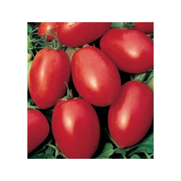 Tomate de couleur (mi-saison) olivette rose