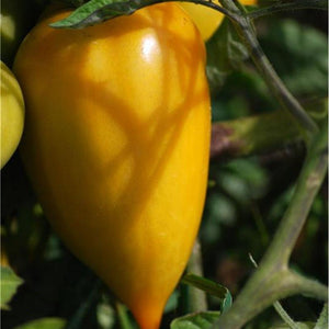 Tomate de couleur (mi-saison) poivron Jaune