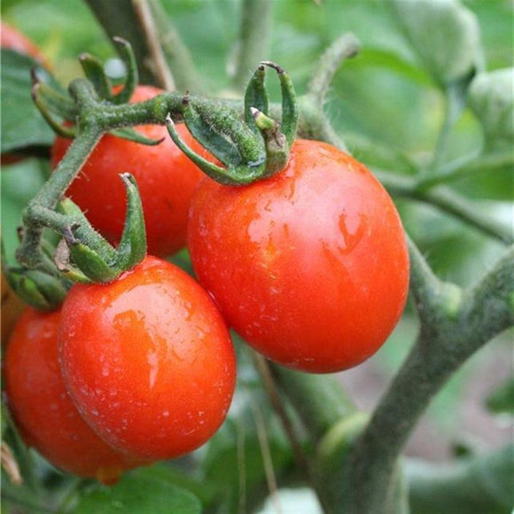 Tomate rouge (mi-saison) prince Borghese