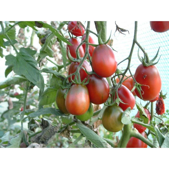 Tomate de couleur (précoce) prune Noire