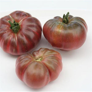 Tomate de couleur (mi-saison) purple Calabash