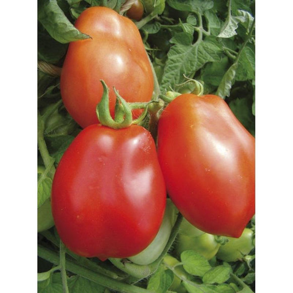 Tomate rouge (mi-saison) roma