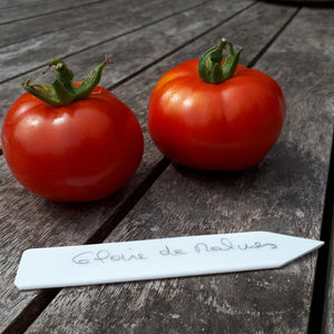 Tomate rouge (mi-saison) gloire de Malines