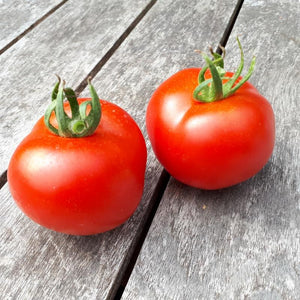 Tomate rouge (mi-saison) gloire de Versailles