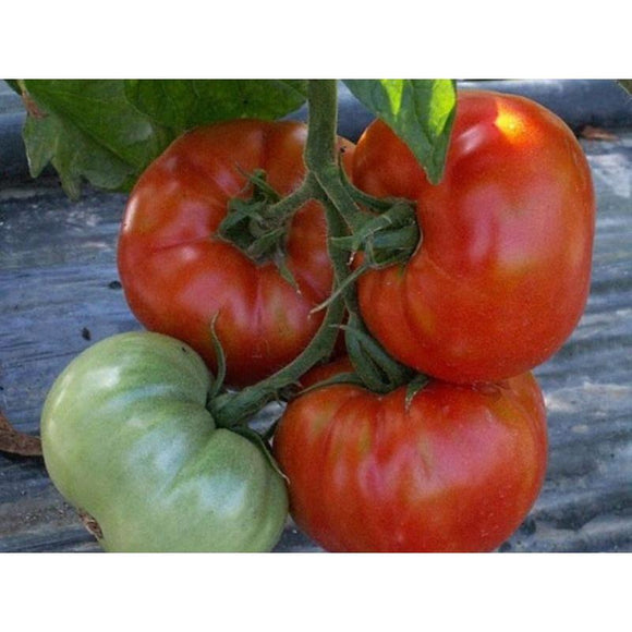Tomate rouge (mi-saison) saint-Pierre